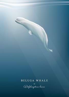 Beluga Whale