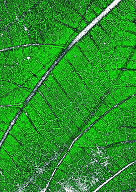 Green leaf string map