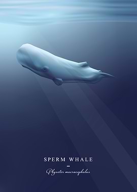 Sperm Whale