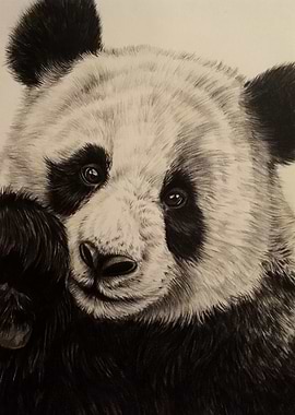 Giant Panda Bear