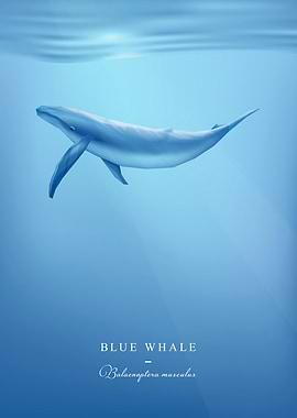 Blue Whale