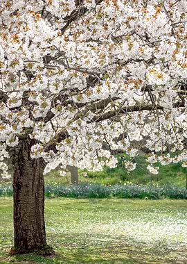 Cherry Blossom Tree