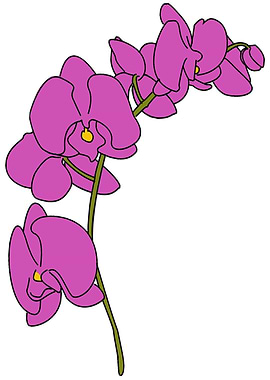 orchid