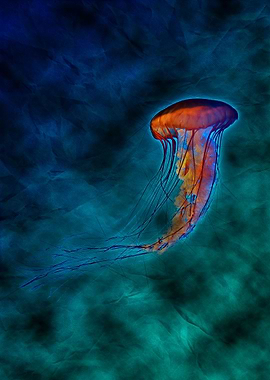Jellyfish