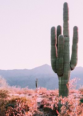Desert Cactus