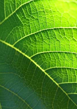 Vivid green leaf strings