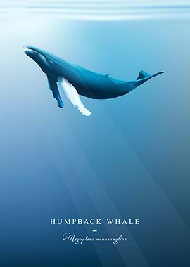 Humpback Whale