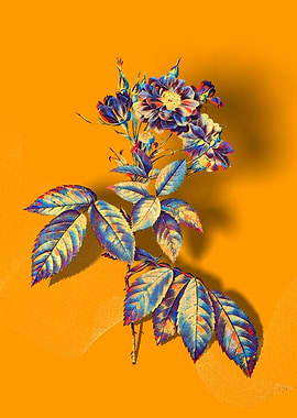 Prismatic Boursault Rose