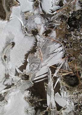 Twigs and Ice II