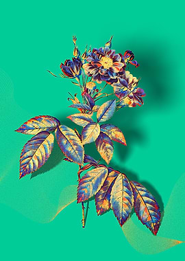 Prismatic Boursault Rose