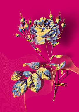 Prismatic Cumberland Rose