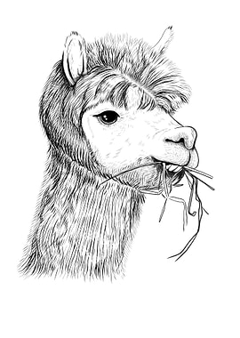 Portrait of llama