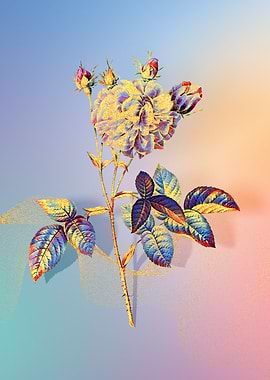 Prismatic Agatha Rose