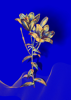 Prismatic Bulbous Lily