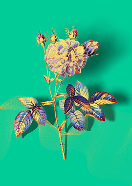 Prismatic Agatha Rose