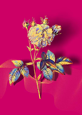 Prismatic Agatha Rose