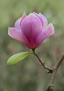 Pretty Dark Pink Magnolia
