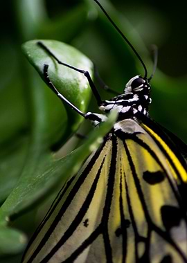 Resting Swallowtail