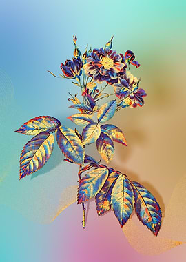 Prismatic Boursault Rose