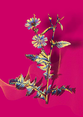 Prismatic Chicory Plant