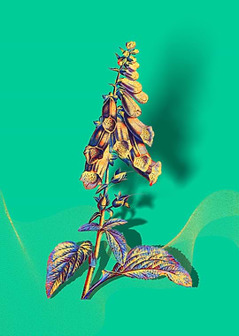 Prismatic Foxglove Flowers