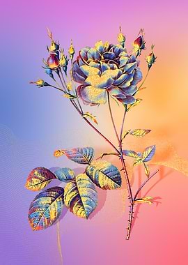 Prismatic Cumberland Rose