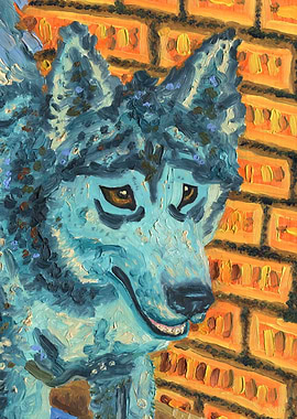 Portrait of a Husky Dog