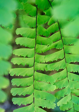 Ferns Close Up