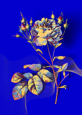 Prismatic Cumberland Rose