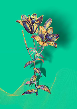 Prismatic Bulbous Lily