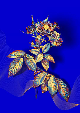 Prismatic Boursault Rose