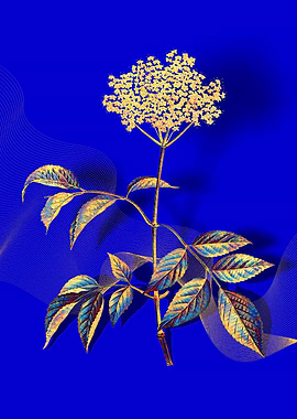 Prismatic Elderflower Tree