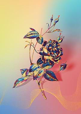 Prismatic Bengal Rose