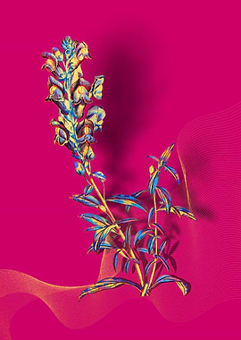 Prismatic Dragon Flowers