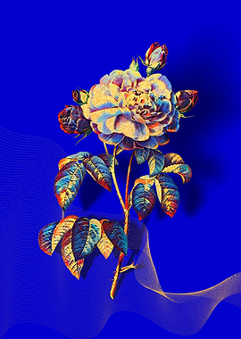 Prismatic French Rose