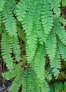 Green Ferns