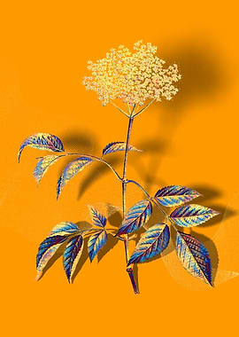 Prismatic Elderflower Tree