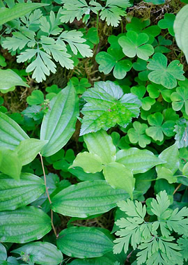 Ground Cover Undergrowth