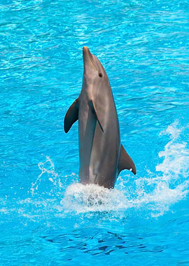 Dolphin