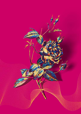 Prismatic Bengal Rose