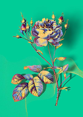 Prismatic Cumberland Rose