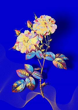 Prismatic Damask Rose