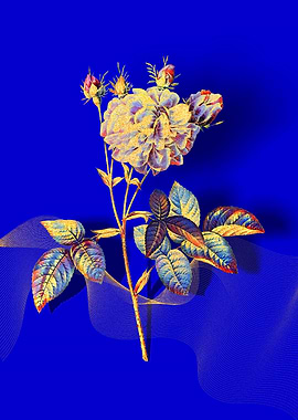 Prismatic Agatha Rose