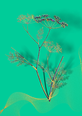 Prismatic Blooming Fennel