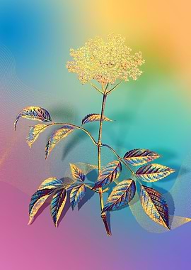 Prismatic Elderflower Tree