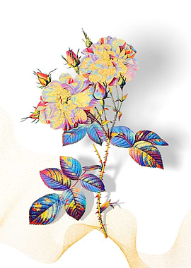 Prismatic Damask Rose