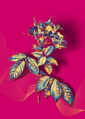 Prismatic Boursault Rose