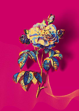 Prismatic French Rose