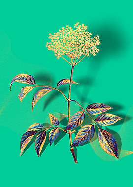 Prismatic Elderflower Tree