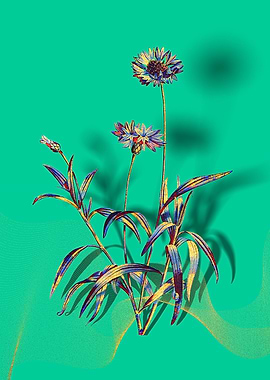 Prismatic Blue Cornflowers